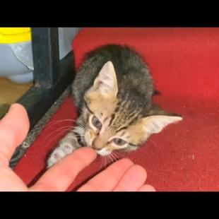 Watching homeless baby cats play with each other is like therapy