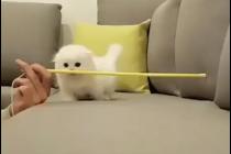 냥이의 점프실력