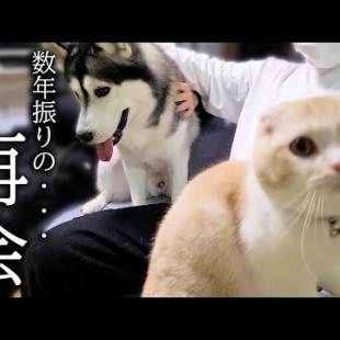 数年ぶりに大好きなお兄ちゃんに再会した子猫と犬がこうなった...