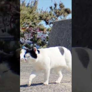 DJI Osmo Pocket 3 ファームウェアアップデート 中望遠モードで猫を撮ってき #djiosmopocket3