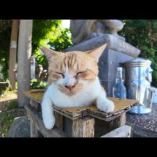 【今週の猫まとめ】出し惜しみナシ！ボツ動画も全部見せます 2025/7/1w