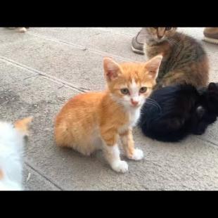 We play with our cute friends in the kitten paradise in the park