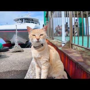 猫島のフェリー乗り場で来場者を出迎える猫