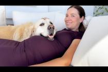 Golden Retriever Reacts to His Human’s First Pregnancy — So Much Love ❤️🐶🤰