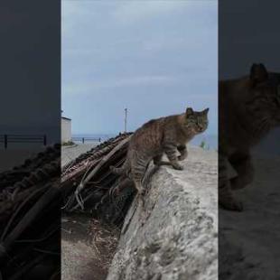 猫島で防波堤に座ると猫が駆け寄ってきた