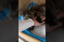 Как думаете, мейн-кун Николь родит сегодня?