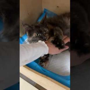 Как думаете, мейн-кун Николь родит сегодня?