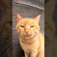 「ニャンだこれ?」カメラを見て不思議な顔をする台湾の猫