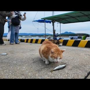 漁港猫、魚パーティー中だったけど何だか人が増えてきた