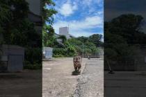 【癒し旅】猫島の港で猫の“お散歩”に同行してみたら最高だった件🐾🌊