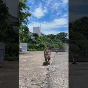 【癒し旅】猫島の港で猫の“お散歩”に同行してみたら最高だった件🐾🌊