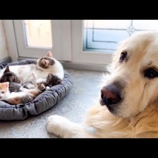 Golden Retriever and Tiny Kittens