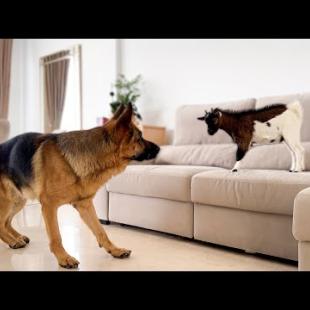 German Shepherd Meets Baby Goat for the First Time