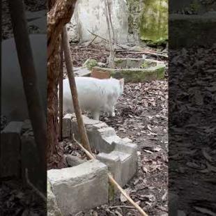 Big white street cat checks for danger around #shorts #catshorts #cat #cats #cute #catlover #kitten