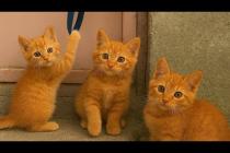 😹💫 Endless Energy! Kittens' Funniest Play Moments