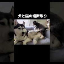 犬と猫が争ってます...#shorts