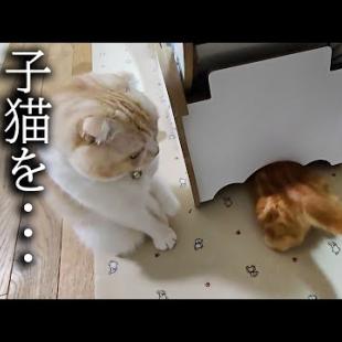 入れたけど出られない子猫を必死で助けようとする犬と先住猫がこちらです