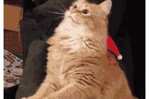 도리 도리 냥이