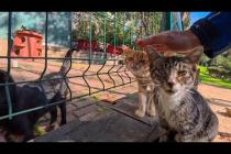 イスタンブールの猫公園に行ってみたら想像を超える数の猫たちがいて圧倒された🐾
