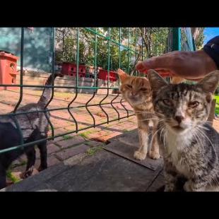 イスタンブールの猫公園に行ってみたら想像を超える数の猫たちがいて圧倒された🐾