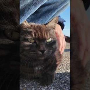 いつも島を案内してくれる黒猫ちゃん、港で不良猫グループに囲まれて助けを求めてきた