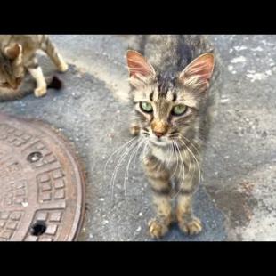 Friendly hungry kittens came running to me when they saw me