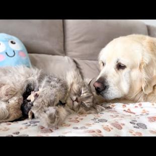 Dog Refuses to Sleep Until Every Kitten Is Safe — The Sweetest Guardian Ever!