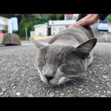 フェリー乗り場にいたグレーの猫を撫でるとコロコロ転がってカワイイ