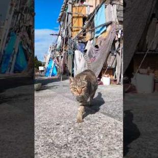 背中を撫でられると受け身の体勢を取る猫