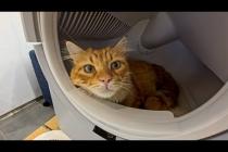 家電売り場で展示されていた自動猫トイレ、いつの間にか猫の快適なベッドになっていた件