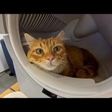 家電売り場で展示されていた自動猫トイレ、いつの間にか猫の快適なベッドになっていた件