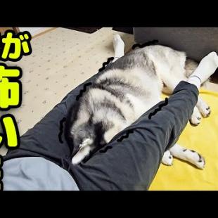 突然の落雷にガタガタ震え飼い主の股の中に納まるハスキー犬がこちら