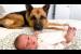 German Shepherd Reaction to Newborn Baby