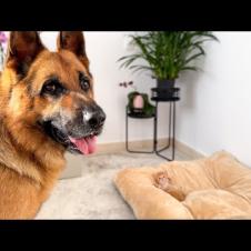 What Does My German Shepherd do when a Tiny Kitten Occupying his Bed