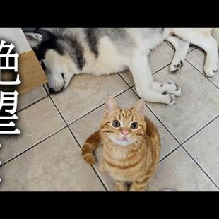 病院から呼びだされ犬と猫がこうなりました...