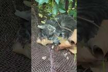 Confused cat fighting with its own tail #shorts #catshorts #cat #cats #kitten #cute #animals