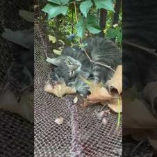 Confused cat fighting with its own tail #shorts #catshorts #cat #cats #kitten #cute #animals