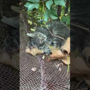 Confused cat fighting with its own tail #shorts #catshorts #cat #cats #kitten #cute #animals