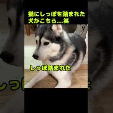 猫にしっぽを踏まれた犬がこちら...笑#shorts