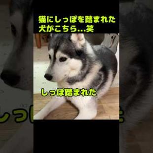 猫にしっぽを踏まれた犬がこちら...笑#shorts