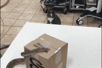 아니 저것은 뭐다냥