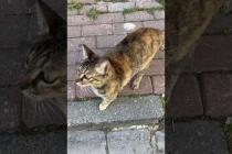 😹🐾 Cat; hello human, meow #shorts #cat #catvideos #animals #cute  #kitten #straycat #animallove