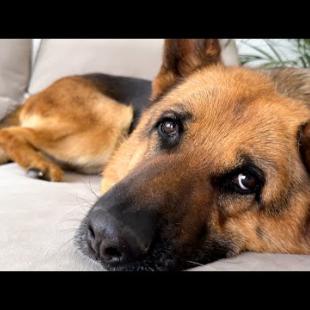 German Shepherd Loves the Attention of Its Human Mom