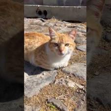 Homeless, pregnant cat walking slowly #shorts #catshorts #cat #cats #kitten #catlovers #cute