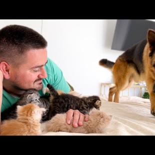 German Shepherd Sees Me Petting Kittens… And Gets Very Jealous 😂🐶🐱
