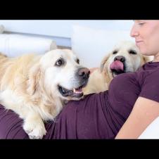 Golden Retrievers Know My Wife is Pregnant and Won’t Leave Her Alone