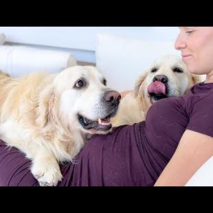 Golden Retrievers Know My Wife is Pregnant and Won’t Leave Her Alone