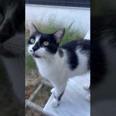 The meowing talking stray cat is going viral! 📣 #cat #straycat #meow #shorts #viral #funny  #kitten