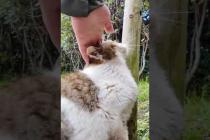 花壇にいた猫ちゃん、海外のカメラマンにモフられる