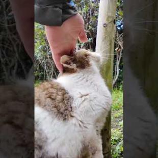 花壇にいた猫ちゃん、海外のカメラマンにモフられる